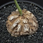 [동일품] 아프리카식물 구갑룡 Dioscorea elephantipes -5775 아프리카농장 : 아프리카 농장