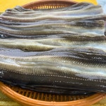 거제도 자연산 돌장어 1kg 손질후 750g내외 바다장어 붕장어 아나고 어부직송 칠천도어부 : 칠천도어부