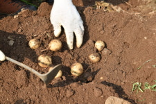 제철밥상 국내산 수미감자 5kg : 제철 밥상