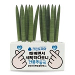 띵팟 세탁소 개업축하선물 메세지화분 센스있는 개업식화환 스투키 배달 : 띵팟