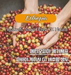 에티오피아 예가체프 아바야 게이샤 G1 내추럴 생두 : 케이앤비씨