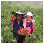 [ 5+1 김장맞이 이벤트]단양 세척 청결 고춧가루 농가 직송 500g 1근 세가지 매운맛 : 단양마늘전문 오종만농장