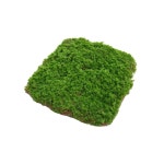 60cm 스튜디오 이끼 소나무 잔디 20 옥상 20 데코 모양이끼20 촬영 모양이끼20 내추럴 식물 인조 사진배경 모양이끼20 20 : 트루소울