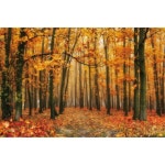 가 숲 배경 단풍 나무 햇빛 자연  초상화 : 피규어 신출귀몰