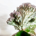 와이키키농장 유포르비아 춘봉 선인장 책상 반려 힙한 힐링 선물 인테리어 화분 오브제 소품 : 와이키키 농장