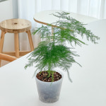 아스파라거스나누스 아스파라거스 나누스 플랜테리어 데스크테리어 반그늘식물 반음지식물 : 수풀플랜트