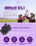 [산지직송] 씨 없는 포도 블랙스타 2kg/3kg : 태영농장 영월김삿갓포도