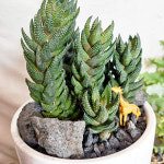 와이키키농장 식물만 하월시아 용발톱 선인장 다육 책상 반려 힙한 인테리어 오브제 소품 : 와이키키 농장