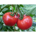 [찰기가득] 영양만점 완숙 찰 토마토 : 웨스트라이너