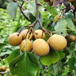 [산지직송] 자연에서 자란 토종 돌배 생돌배 건조돌배 산돌배 : 라라네농장