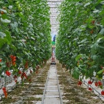 맛으로 승부하는 프리미엄 대추 방울토마토 3kg, 1박스 : 더하우스 딸기앤토마토