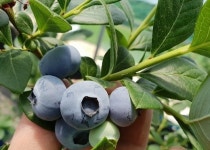 블루베리묘목 나무 재배 키우기 메도우락 2년생 : 하동 베스트베리팜