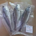 영광수산 반건조 부세조기 5마리/10마리 국내건조작업 : 영광 수산