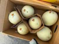 허니듀멜론 1수,2수 달콤 촉촉 꿀멜론 선물세트 : 상콤달콤하우스