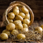 강원도 두백감자 분감자 포슬 감자 5kg 10kg : 싱싱햇