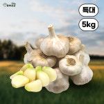 홍산마늘 홍성 햇마늘 씨마늘 한접 저장 단구 주아 1대종 특대, 5kg, 1개 : 홍주곳간