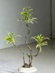드라세나 송오브인디아 : deep garden