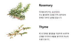홀리스틱 메디컬허브 조인트밤(멍든 피부, 근육이완, 관절부위 뭉친부위) : 메디컬에이스