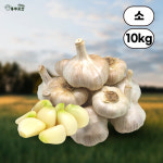 홍산마늘 홍성 햇마늘 씨마늘 한접 저장 단구 주아 1대종 소, 10kg, 1개 : 홍주곳간