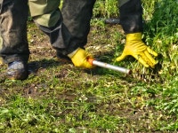 [100% 무농약] 프리미엄 청도 한재 미나리 국내산 산지직송 : 로라팜