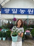 자금령 백일홍나무묘목 2년 화분 정원수 보라색백일홍 보라색배롱나무 : 광일농원