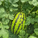 고당품 수박 씨없는 음성 맹동 꿀수박 12brix이상 3kg-2개/농장직송 : 고당품