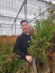 남천나무 남천 80cm [농장직송] : 에버그린농원