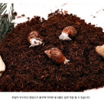 코코피트 닭팽이흙 명주달팽이 금와 토종 동양 북한산 흑와 : 알정상점