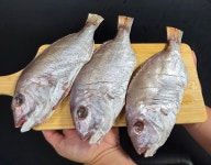 [신서수산]반건조 참돔 3미 250~340g : 신서수산