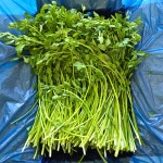 맛통령 청도한재 미나리 돌미나리 1kg 2kg : 맛통령 프리미엄