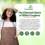 프리미엄 장미 씨앗 장미씨 꽃씨 아웃프라이드 디지털리스 퍼퓨레아 알바 화이트 폭스글로브 - 그늘진 정원과 야외 풍경을 위한 수분 매개자... 