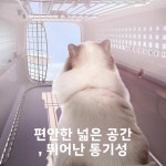남부 항공 표준 체크인 공간 강아지와 고양이 여행용 휴대용 애완동물 항공 운송 케이지 : 랜선아울렛