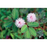 프리미엄 나무 씨앗 나무씨앗 꽃씨 심을 수 있는 민감한 식물 100가지 - 이국적인 꽃 미모사 푸디카 또는 움직이는 식물, 수줍은 부끄러운... 