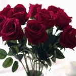 나나와샵 벨벳 장미 조화 조화소품 : 나나와