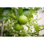 프리미엄 나무 씨앗 나무씨앗 꽃씨 심을 때 사용하는 난쟁이 라임 분재 - 20개 이상의 아이오와주에서 : 행복한직구샵93