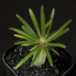 [동일품] 아프리카식물 파키포디움 그락실리우스 Pachypodium gracilius-5816 식물키우기 아프리카농장 : 아프리카 농장