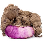 프리미엄 덩굴 씨앗 덩굴식물 씨 꽃씨 100개의 디오스코레아 알라타 , 심을 수 있는 가보 보라색 참마 채소 가정 정원, 농장, 뒷마당 재배 및... 