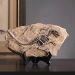 FUNSXBUG 수지 벨로시랩터 공룡 골격 화석 조각상 피규어 조각 수집품 홈 오피스 데스크톱 디스플레이 장식 (공룡 1) Dinosaur : 마켓오누리