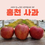 강원도 홍천 사과 너브내참사과농장 부사 아리수 감홍 레드퀸 가정용 5kg 10kg 홍천사과축제 : 사과의맘