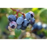 프리미엄 과일 씨앗 종자 과일씨 텃밭 하이부시 블루베리 /슈럽 , 패킷당 300개의 아일랜드의 정원 비 GMO 식물명 백시늄 코림보솜, 2025년... 