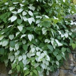 프리미엄 덩굴 씨앗 덩굴식물 씨 꽃씨 추사이 가든 액티니디아 폴리가마, 실버 바인 100 낙엽 등반가, 새로운 흥미로운 추가 장관을 선보입니다... 