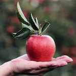 1호 사과선물세트 5 kg : 거진농원