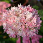 예쁜제라늄 K, 지아미스티핑크 스텔라 후리지아 작품, 한국제라늄 농장직송 페라고늄 펠라고늄 꽃모종 : 예쁜제라늄농장