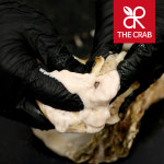 제철 거제 바위굴 5kg 10kg 각굴 석굴 굴회 굴찜 구이 : 더꽃게