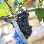 [햇님농장] 새콤달콤한 영동 캠벨 포도 1kg/2kg : 햇살가득 햇님장터