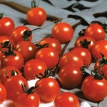 스테비아바울토마토 흑 유기농 대저 루비벨방울 주스용 도마토 토마토 : 여미뜰농장