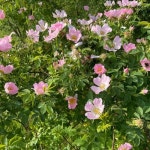 프리미엄 과일씨앗 과일씨 텃밭 추세이 가든 7 씨드 로사 카니나, 개 장미, 버드 브라이어, 버키베리, 캔커 격렬하게 스크램블링하는 낙엽... 