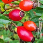 프리미엄 과일씨앗 과일씨 텃밭 추세이 가든 7 씨드 로사 카니나, 개 장미, 버드 브라이어, 버키베리, 캔커 격렬하게 스크램블링하는 낙엽... 