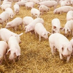 바로 삶은 국내산 한돈 돼지머리고기 머릿고기 오소리감투 신선 도축 : 오복관