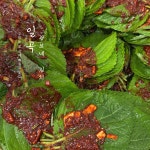 국내산 깻잎 김치 800g 전라도 광주 일곡광보네김치 : 일곡 광보네김치